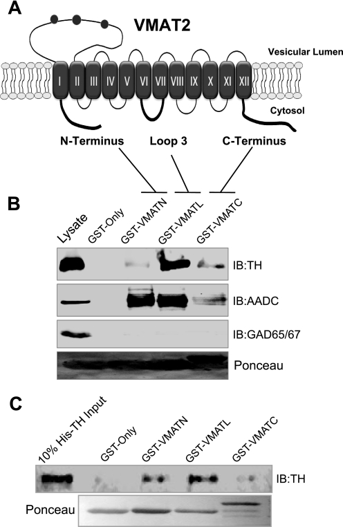 FIGURE 3.