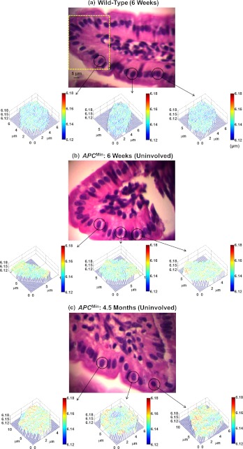 Fig. 2