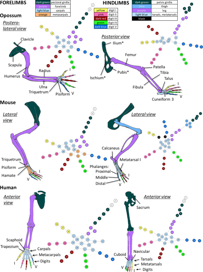 Anatomical comparison across heads, fore‐ and hindlimbs in mammals ...