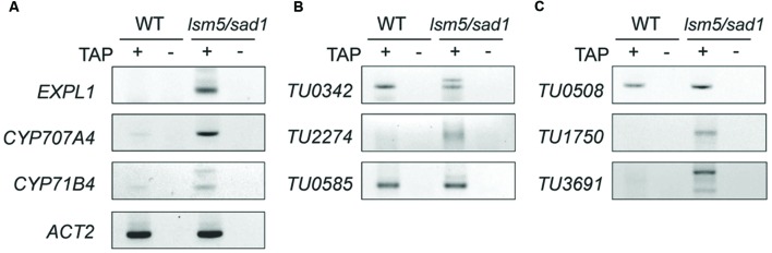 FIGURE 6