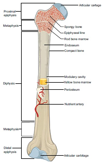 Fig. (1)