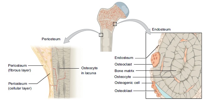 Fig. (3)