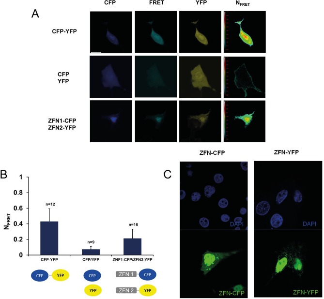 Fig 3