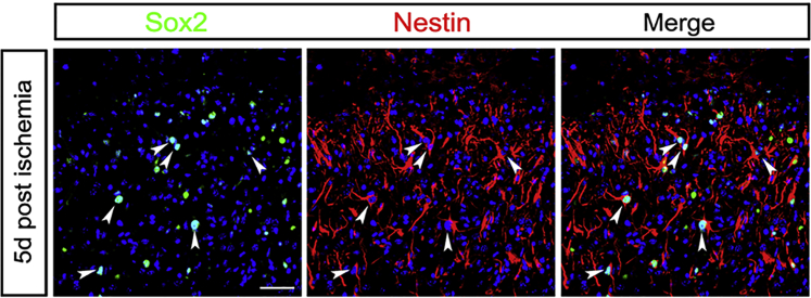 Figure 6