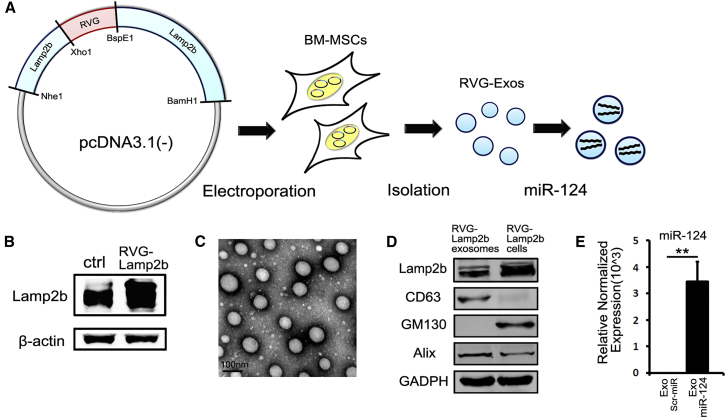 Figure 1