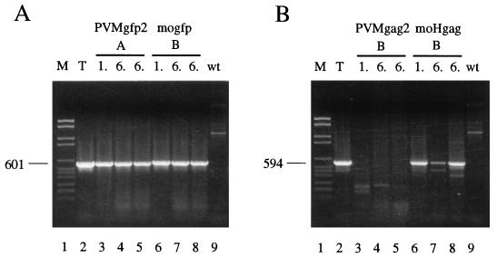 FIG. 6