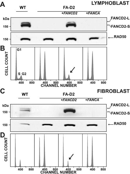 Figure  2. 