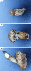 Fig. 1