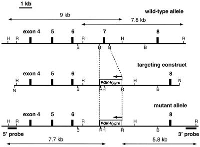 FIG. 1