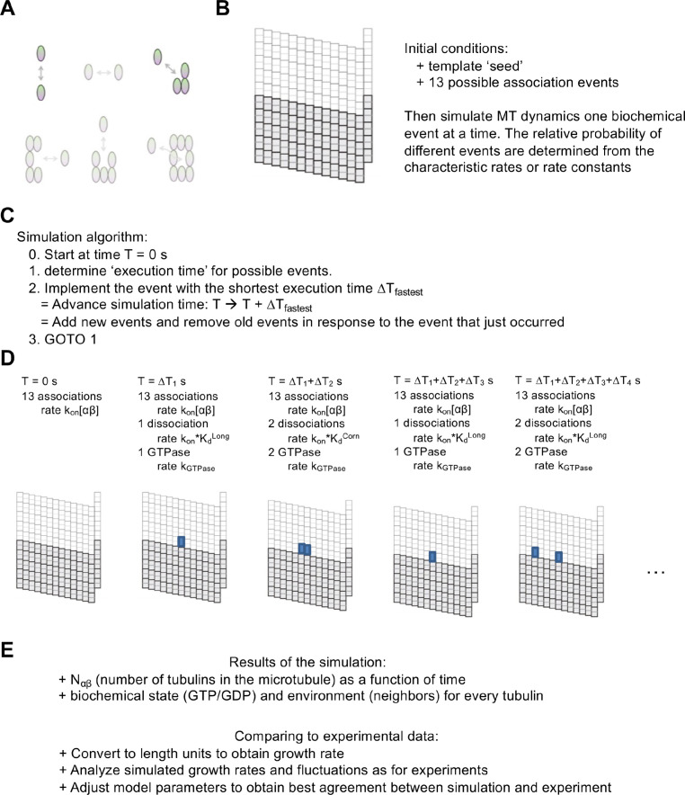 Figure 2—figure supplement 1.