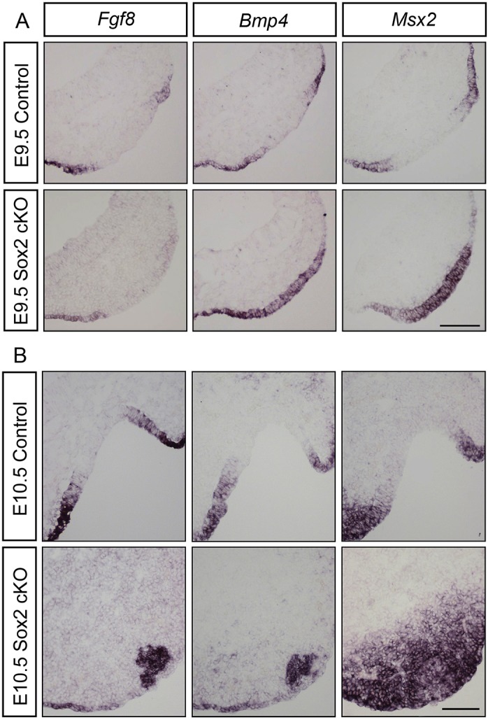 Fig. 7.