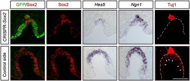 Fig. 4.