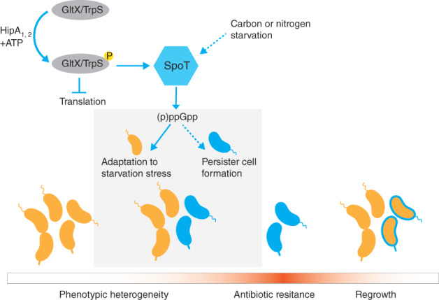 FIGURE 2