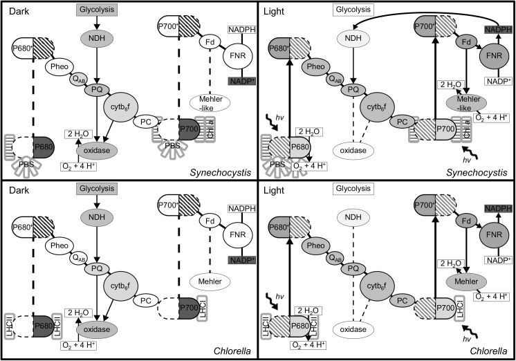 Fig 4