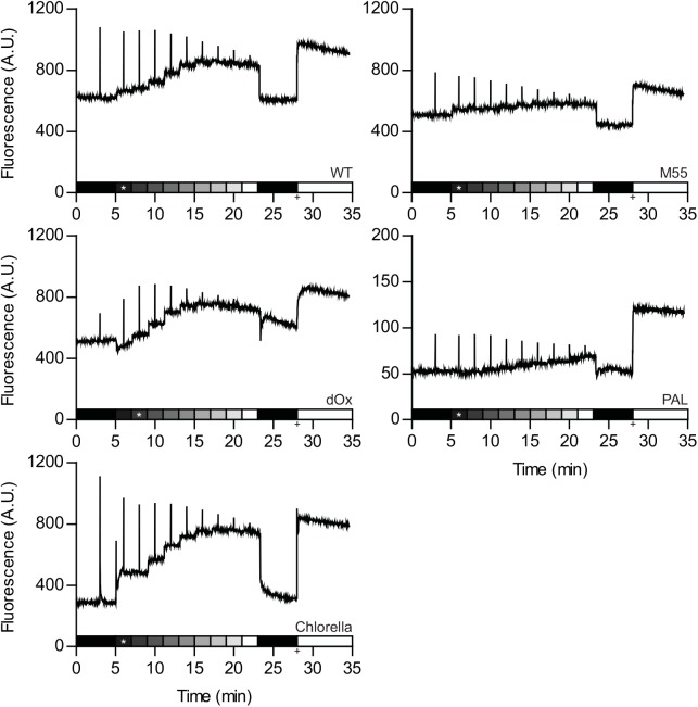 Fig 1