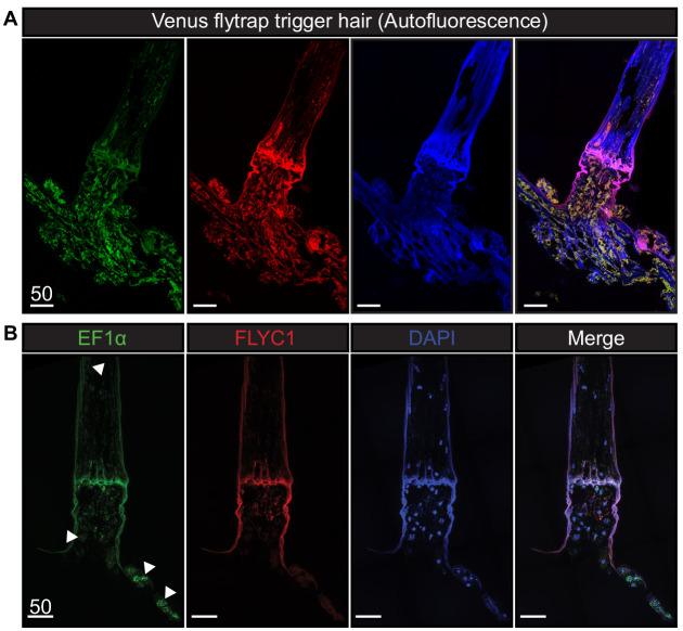 Figure 3—figure supplement 1.