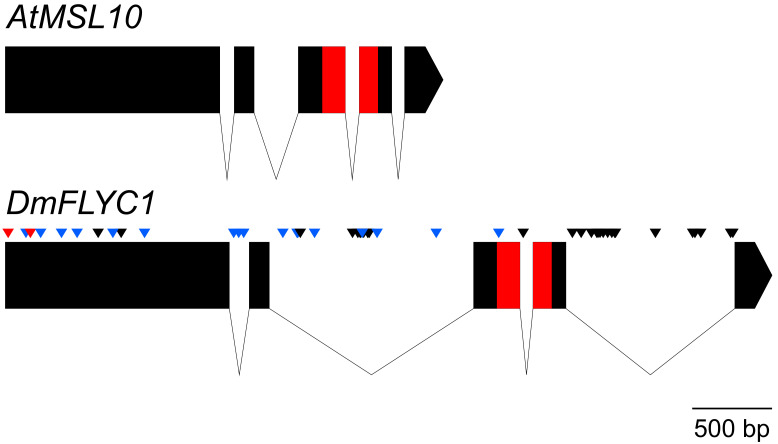 Figure 1—figure supplement 2.