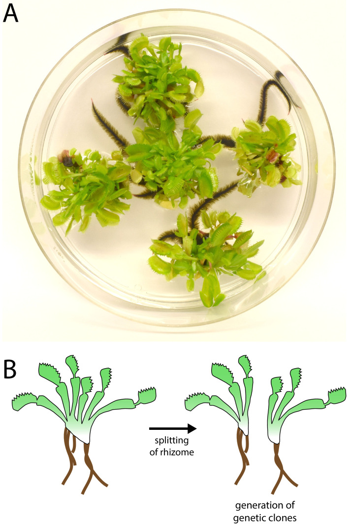 Figure 1—figure supplement 1.