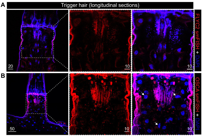 Figure 3—figure supplement 2.