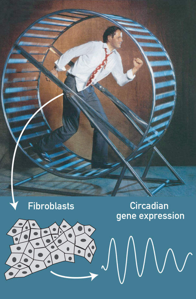 Studying circadian rhythms in humans isn't as straightforward as it is with lab rodents. As a proxy for humans, researchers compared circadian gene expression in primary fi broblasts from different human individuals and found unexpectedly large differences between the circadian clocks of different human subjects