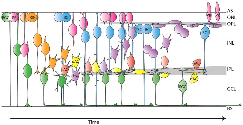 Fig. 10.