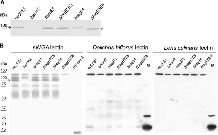 FIG 2