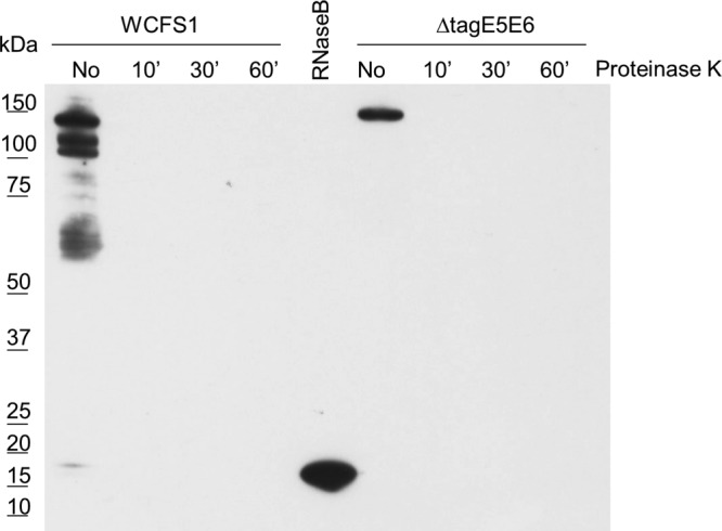 FIG 3