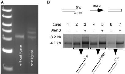 Figure 6.