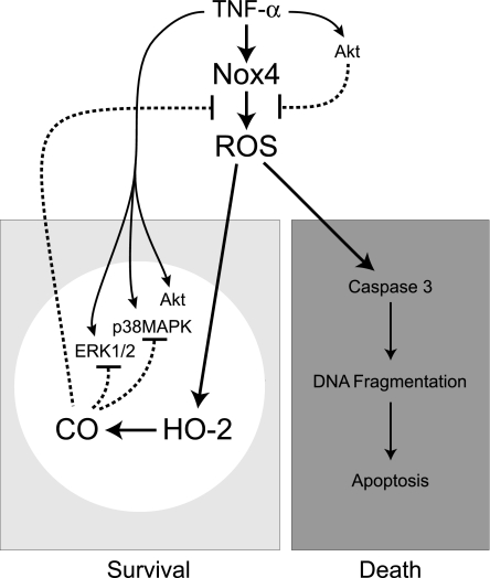 Fig. 11.