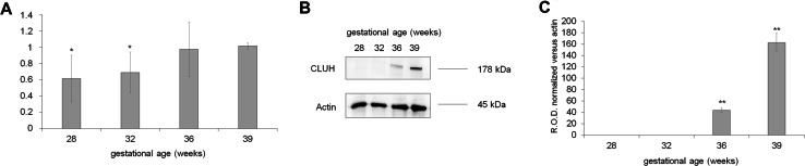 Fig. 6