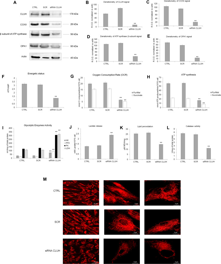 Fig. 7