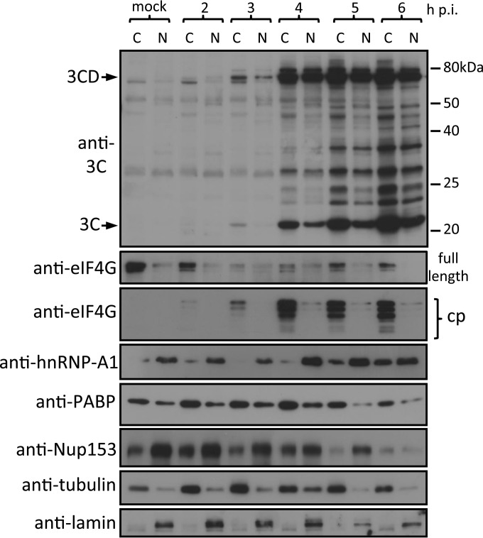 FIG 6