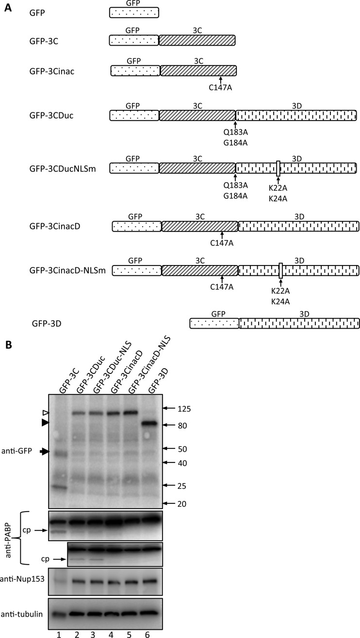 FIG 1