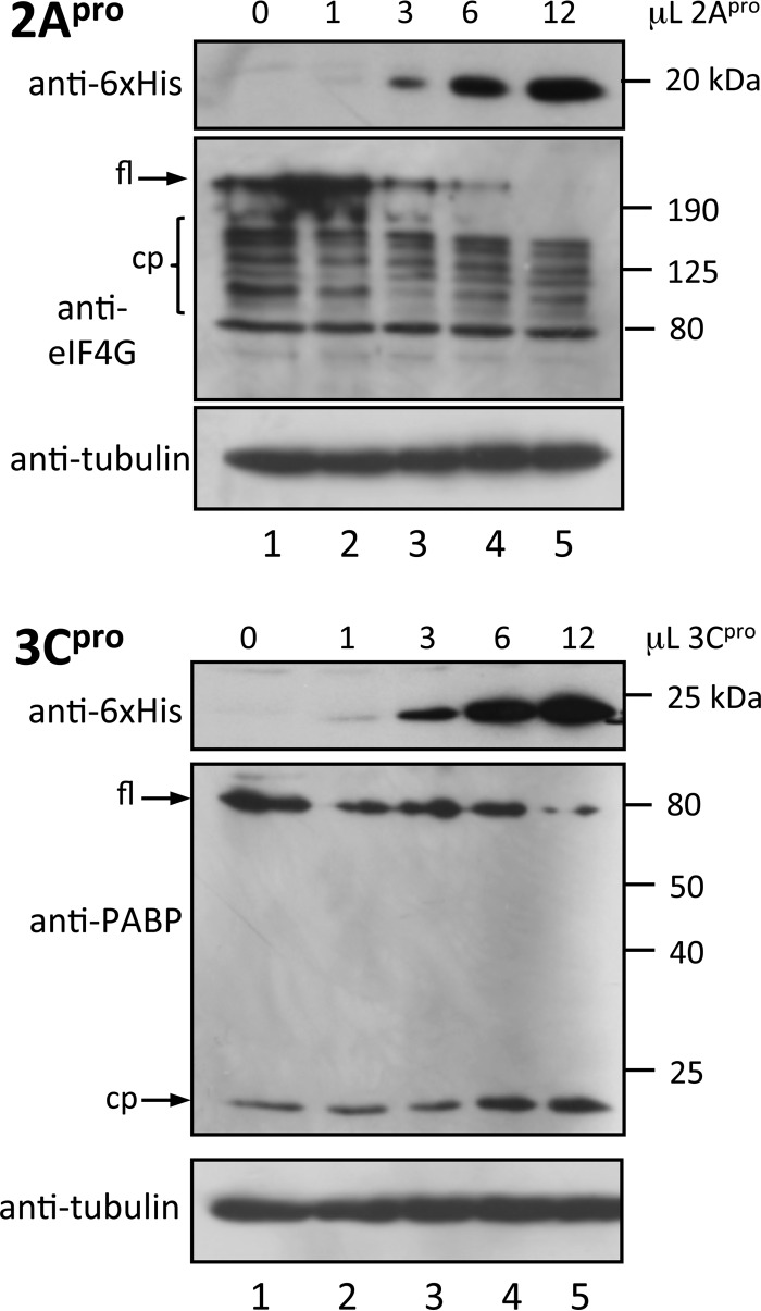 FIG 8