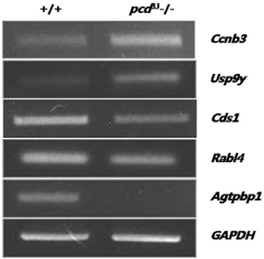 Fig. 8.