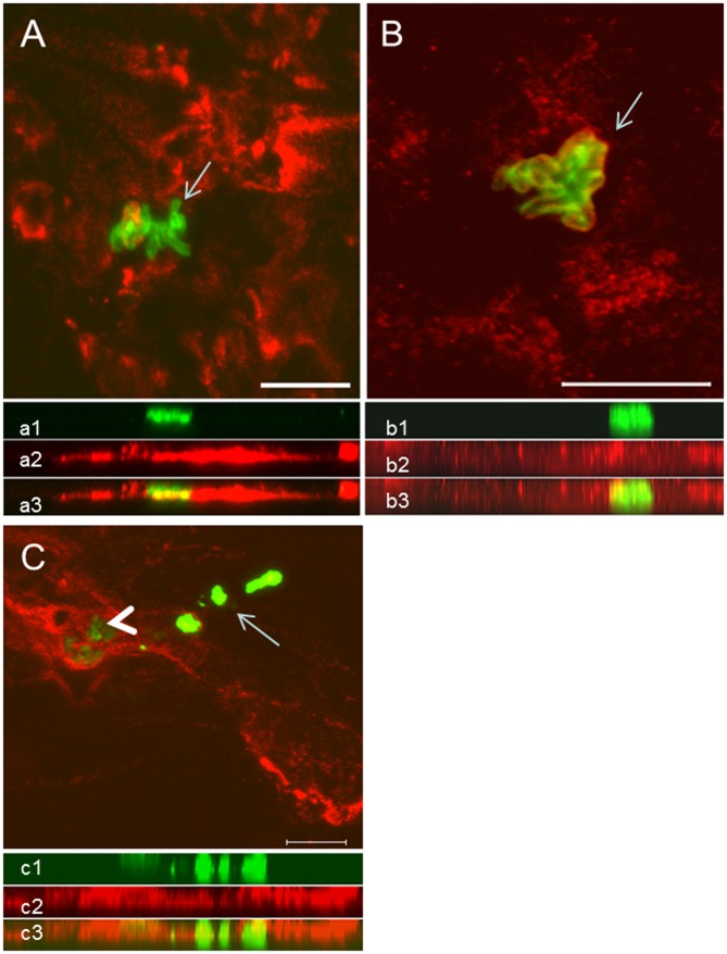 Fig 4