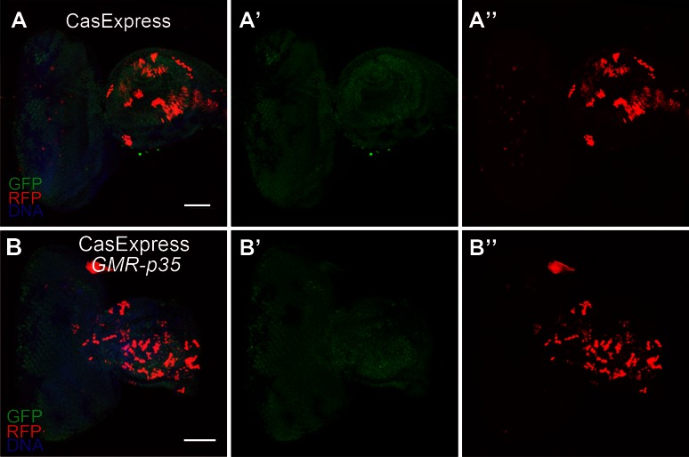 Figure 4—figure supplement 2.