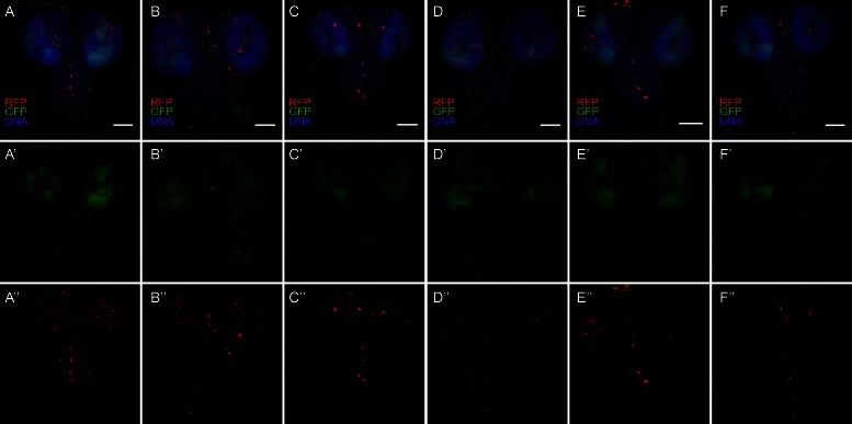 Figure 3—figure supplement 2.