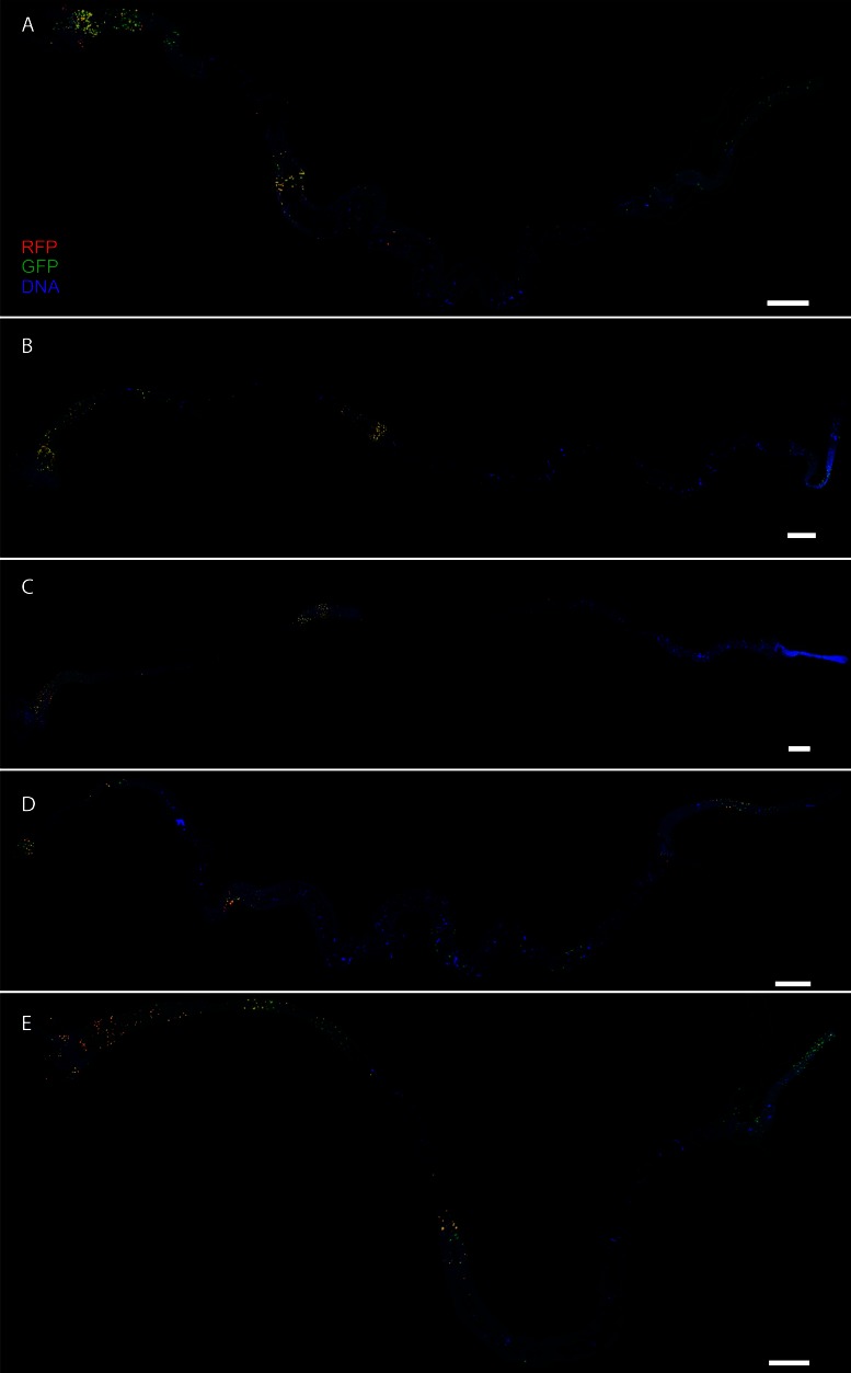 Figure 3—figure supplement 4.