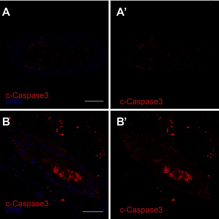 Figure 4—figure supplement 1.