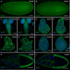 Figure 2—figure supplement 1.