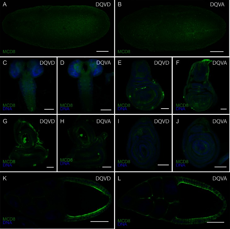 Figure 2—figure supplement 1.