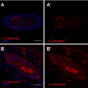 Figure 4—figure supplement 1.