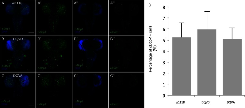 Figure 6—figure supplement 1.