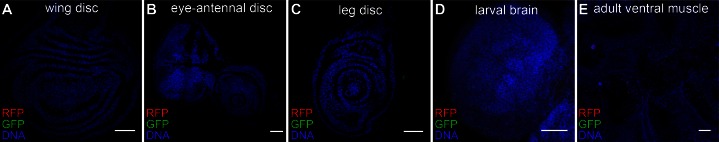 Figure 5—figure supplement 1.