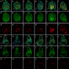 Figure 3—figure supplement 3.