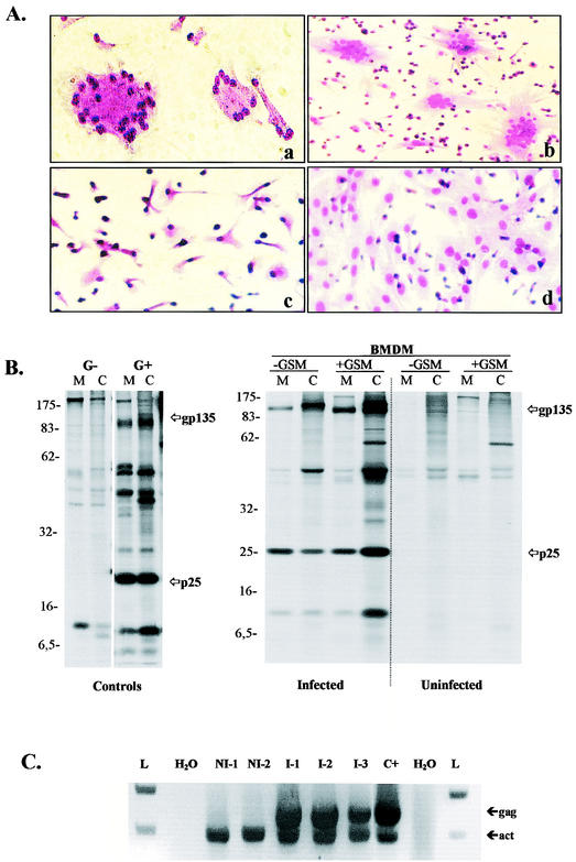 FIG. 1.