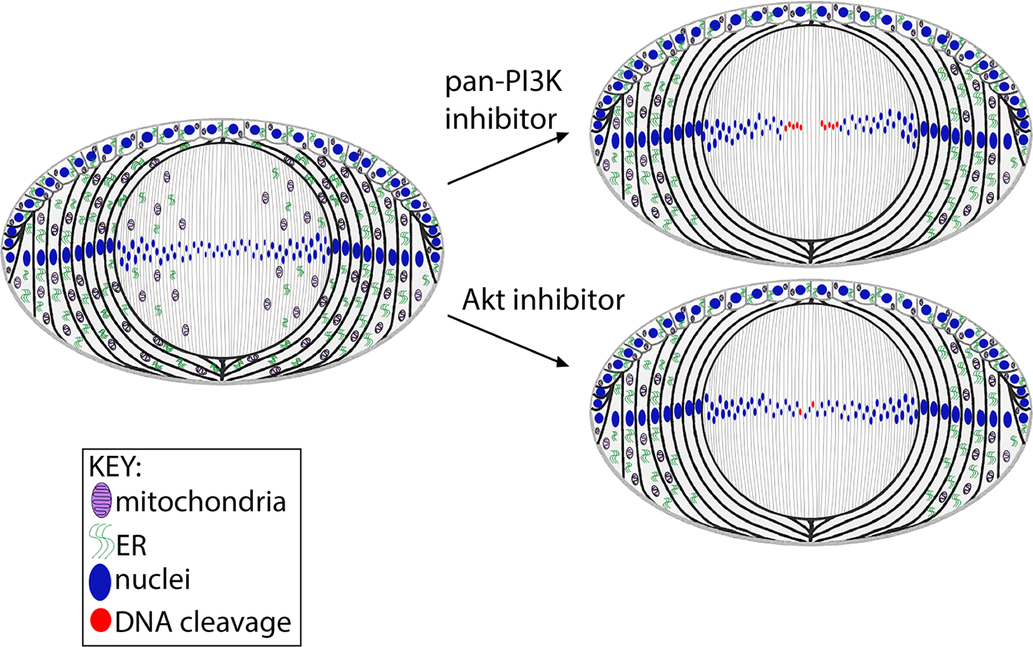 Figure 14.