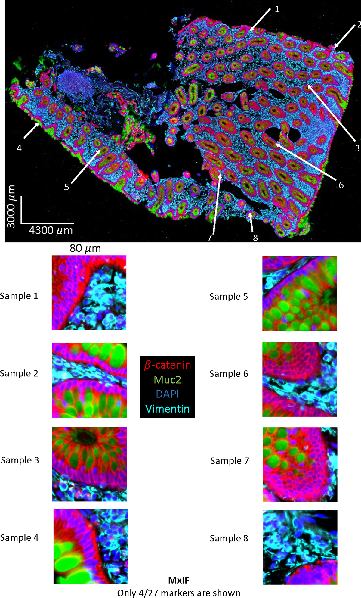 Figure 6: