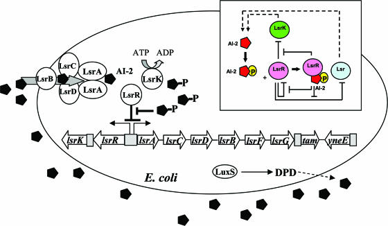 FIG. 1.